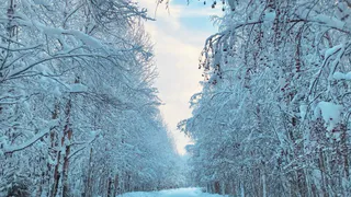 Леса Чувашии активно патрулируют в новогодние дни