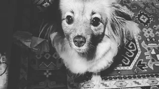 Instagram рязанцев: каштанка, старый мопед, ведро брусники