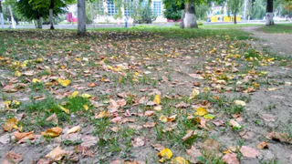 1 октября в Рязанской области ожидается до +26