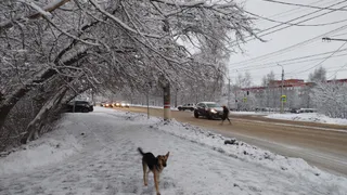 Бастрыкин распорядился завести дело после нападения стаи собак на рязанку