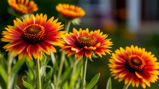 3 шикарных многолетника, которые радуют глаз с весны до осени: неприхотливые и яркие