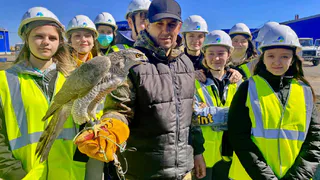 На магнитогорском полигоне ТКО сменились пернатые охранники: Малыша и Асю заменили Аврора и Гектор