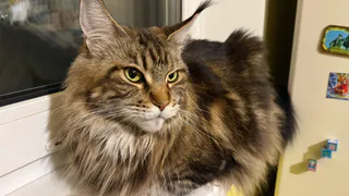 Зоопсихолог Соннова рассказала рязанцам, нужно ли стричь кота