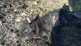 Покусанная собачка боролась за свою жизнь до последнего