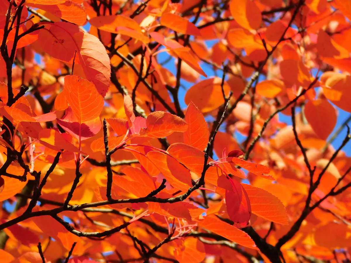 В Чувашии 29 октября ожидается потепление до +9 градусов