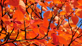 В Чувашии 29 октября ожидается потепление до +9 градусов