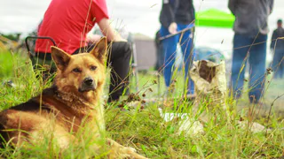 День открытых дверей в приюте бездомных животных под Челябинском