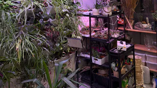 На зиму кормлю цветы энерджи-коктейлем на дрожжах: бутоны фонтанами взрываются на зеленых шапках - проверенный народный способ