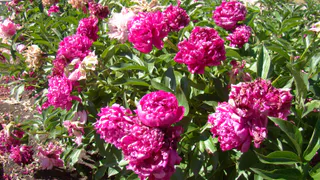 Льем 1 чайник под куст — и пионы заметны за тридевять земель: пышное цветение заставит соседей обзавидоваться