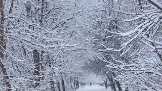 Морозы не отступят: 26 января в Пензе обещают до - 33 градусов 