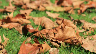Больше не выбрасываю листья в мусор: Добавляю в мешок листвы 1 стакан средства — получаю компост в разы лучше навоза