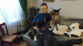 В городской квартире живет 10-килограммовый мейн-кун