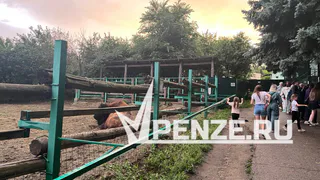 Ура! Шотландскому бычку Серкану из Пензенского зоопарка нашли невесту