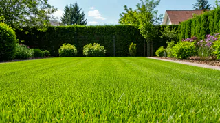 Газон для ленивых найден: по нему ходят, а он только крепче цветёт и радует