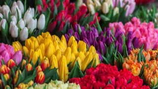 В Брянске откроют цветочные ярмарки