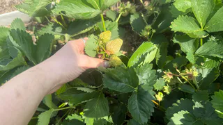 Размножаю клубнику в августе усами без заморочек: в новом году собираю ведрами крупную и сладенькую ягоду