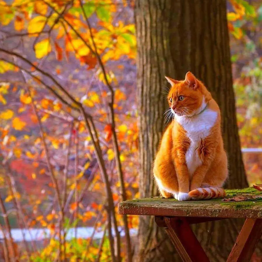 Погода недели: прощаемся с задержавшейся осенью