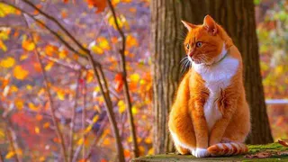 Погода недели: прощаемся с задержавшейся осенью