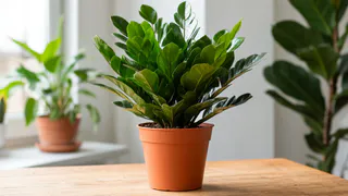 Четыре таблетки — и замиокулькас изменится до неузнаваемости: порадует многочисленными побегами уже в августе