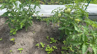 Несу в теплицу эту вещь, как только зацветают томаты — больше пустоцветов не будет, все кусты обильно покроются завязями