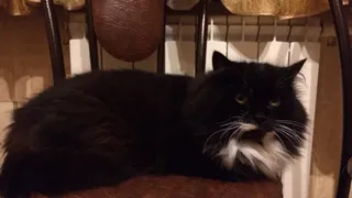 Кошки из Коми помогут бойцам в зоне СВО