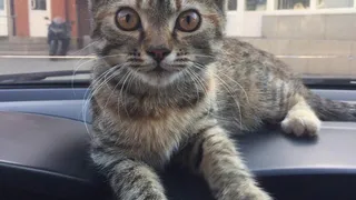 Дай лапку: Марта, Алиса и Манька в поисках нового дома