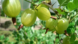 Собираем с земли и обрабатываем этим крыжовник — грибковых заболеваний в помине нет: с куста собираем по 5 ведер