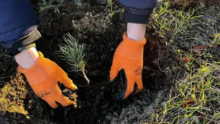 У ОДКБ имени Дмитриевой в Рязани высадили 30 кедров