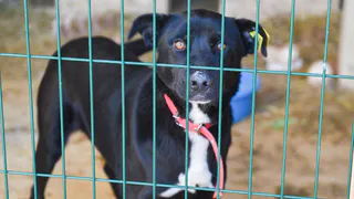 Остались без дома: после пожара восстанавливают приют для бездомных животных   