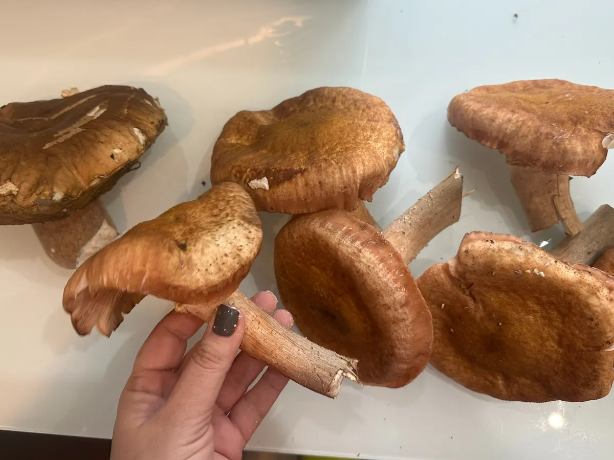 У нас в лесу завёлся необычный гриб: во Франции считается одним из самых дорогих и вкусных