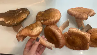 Рязанские грибники не уходят из лесов даже в октябре