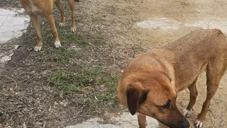 «20 дней на спасение»: в Татарстане начнут усыплять бездомных собак после нападений на людей