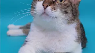 Дай лапку: Крош, Марта и Тося ищут новый дом