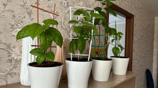 Самый популярный домашний цветок приносит в дом несчастье и раздоры. Избавьтесь от него до 2025 года, иначе быть беде