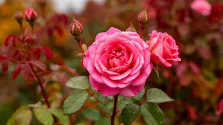 Как сохранить розы, если они ошиблись с сезоном и зацвели осенью. Пошаговая инструкция от опытных садоводов