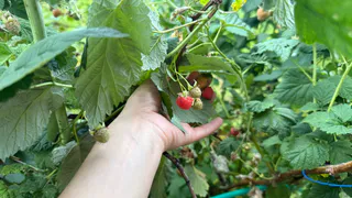 Как вырастить ремонтантную малину в мобильных грядках: советы от опытных садоводов