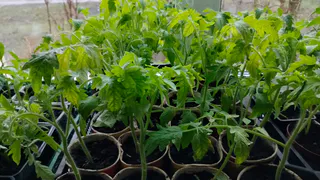 Кто съедает рассаду - вот главный враг посадок: агроном рассказал, как побороть "монстра"