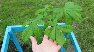 На улице Новоселов в Рязани каштаны обработают от моли