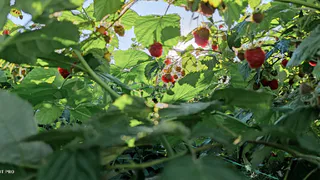 В мае малине нужен «как кислород»: кидаю горстку под корни — летом кусты будут зассыпаны обильным урожаем сладких ягод