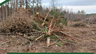 В Пензенской области был усилен контроль за охраной лесов