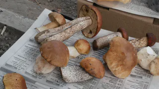 Сколько нужно варить грибы полной до готовности - запомните раз и навсегда