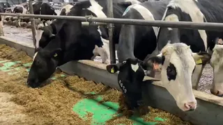 Новый животноводческий комплекс появился в Юрьев-Польском районе