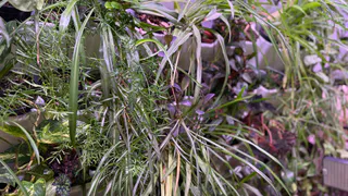 Добавила это в воду и листья дали корни длиной 50 см: мои лучшие стимуляторы для "точек роста" цветов