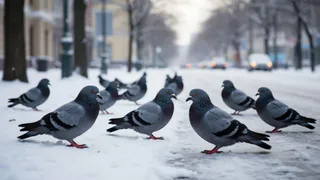 Что будет, если из городов исчезнут голуби? Запомните раз и на всю жизнь