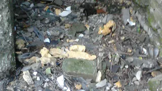 Жители  Дзержинского бьют тревогу -  дом зарастает мусором