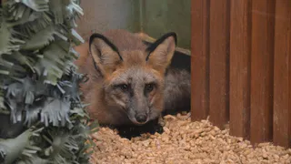В Коми в Центре творчества им. Г. Карчевского появились новые животные