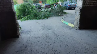 На улице Гоголя и в Приокском в Рязани упали несколько деревьев