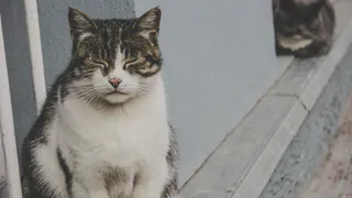 Жалобы рязанцев: проблемы со светом, отсутствие горячей воды и бездомные животные