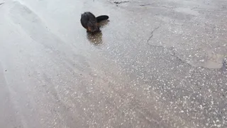 Под Рязанью засняли бобра. Видео