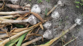 Чеснок по соседству: с кем его можно сажать, а кого он выживает с грядок - многие дачники этого не знают